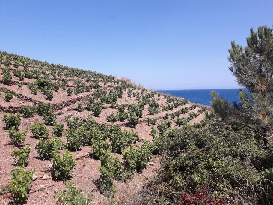 Banyuls La Grande Bleue : Studio T1 Eksteriør billede